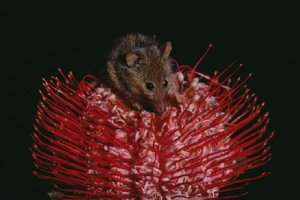 Kuskus hobby - pylacz ssakowy